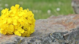 Řepkový olej naše tělo postupně ničí