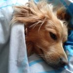 Pokud pouštíte do postele psa, měňte povlečení určitě každý týden