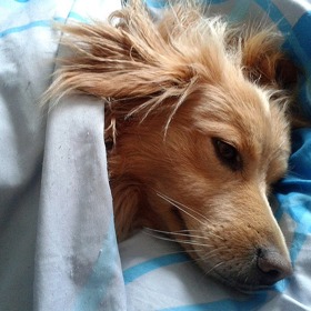 Pokud pouštíte do postele psa, měňte povlečení určitě každý týden