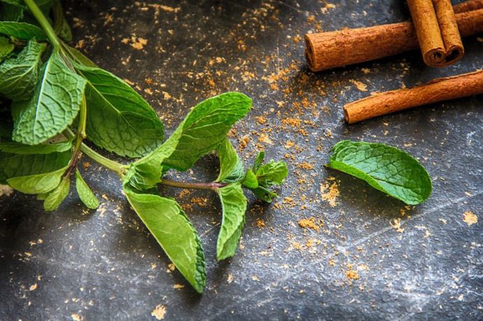 Máta se uplatní jak v kuchyni, tak v lékařství a prožít s ní můžete i alkoholovou noc.