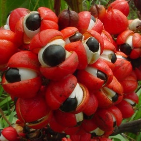 Zralá guarana připravená ke sklizni.