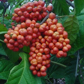 Oblíbený plod keře zvaný Paulinie nápojná.