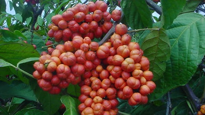 Oblíbený plod keře zvaný Paulinie nápojná.