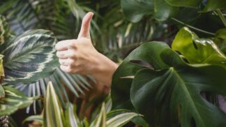 Za konzumaci rajčat můžete být jedině pochválena.