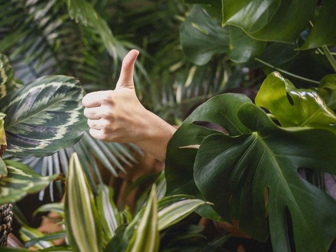 Za konzumaci rajčat můžete být jedině pochválena.