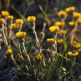 Důvěřujte síle bylinek