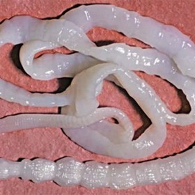 Ženy polykaly tasemnice ve velkém