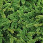 Když nepomůže sluníčko, sáhněte po vůni smrku.