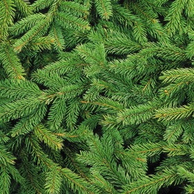 Když nepomůže sluníčko, sáhněte po vůni smrku.