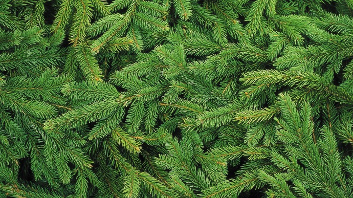 Když nepomůže sluníčko, sáhněte po vůni smrku.