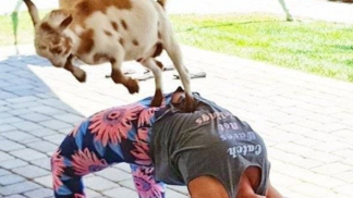 Kozy nejsou dobré jen na mléko