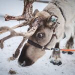 Prvním mužem, který se prohnal severskou oblohou, je bůh Odin, který měl osm sobů.