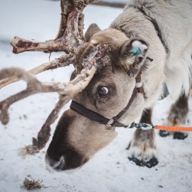 Prvním mužem, který se prohnal severskou oblohou, je bůh Odin, který měl osm sobů.