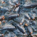 Vzhledem k dlouhé historii rybníkářství by se mohlo zdát, že zvyk konzumace kapra o Vánocích je tady od dávných věků.