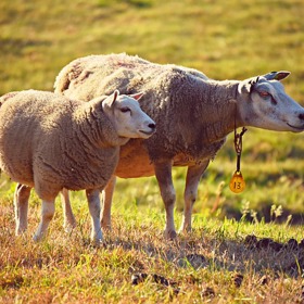 Na kvalitě vlny se podepisuje i to, jak kvalitní život ovce má