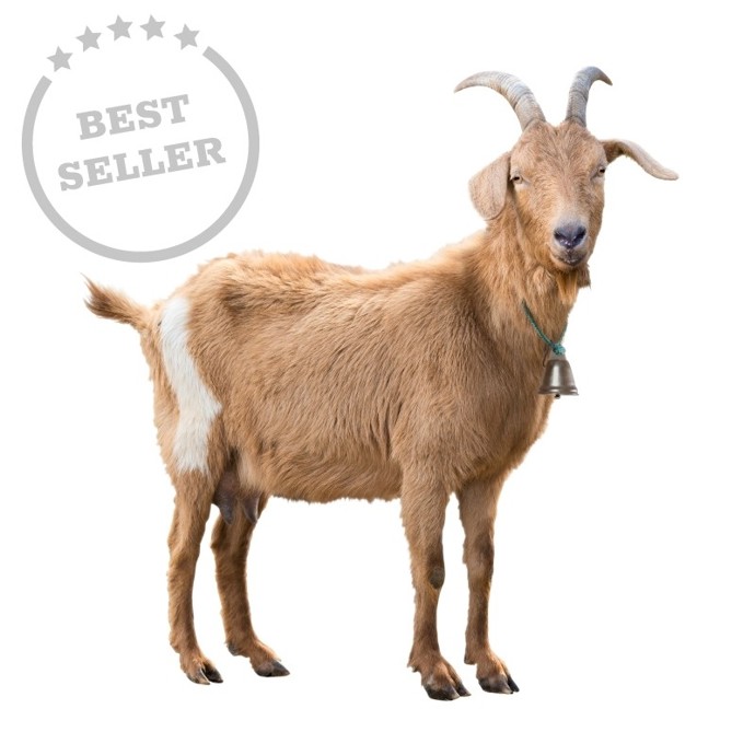 Pokud vás nezaujala žádná z nových nabídek, můžete vsadit na starou dobrou jistotu. Třeba v podobě kozy. Nákupem tohoto darovacího certifikátu přispějete na program pomoci OBŽIVA v rámci sbírky Skutečná pomoc.