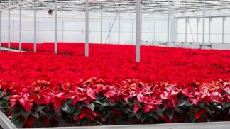 Symbol Vánoc: Jak se starat o vánoční hvězdu?