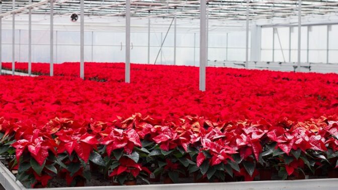 Symbol Vánoc: Jak se starat o vánoční hvězdu?