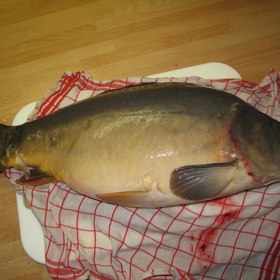 Pokud plánujete převoz, vybavte se mokrým hadrem, do kterého kapra zabalíte.