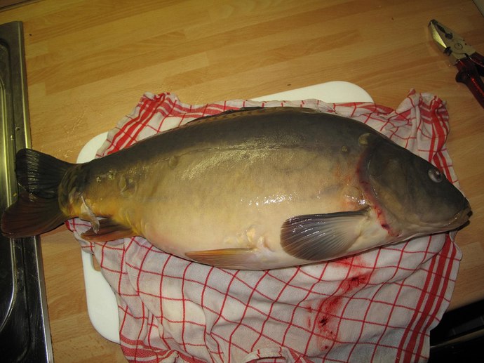 Pokud plánujete převoz, vybavte se mokrým hadrem, do kterého kapra zabalíte.