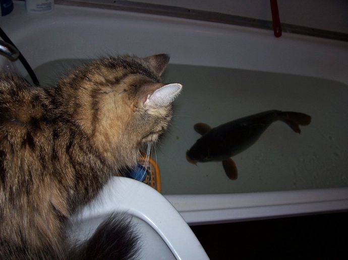 Ryba bude atrakcí pro celou rodinu.