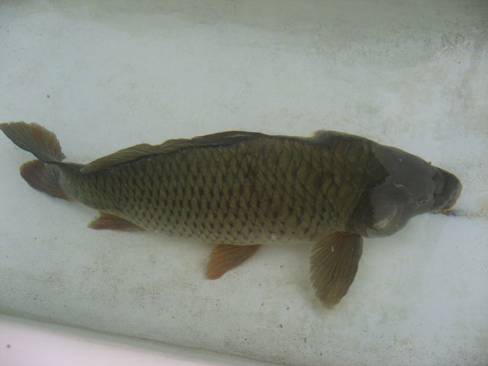 Voda by ve vaně měla být stejná jako v kádi.