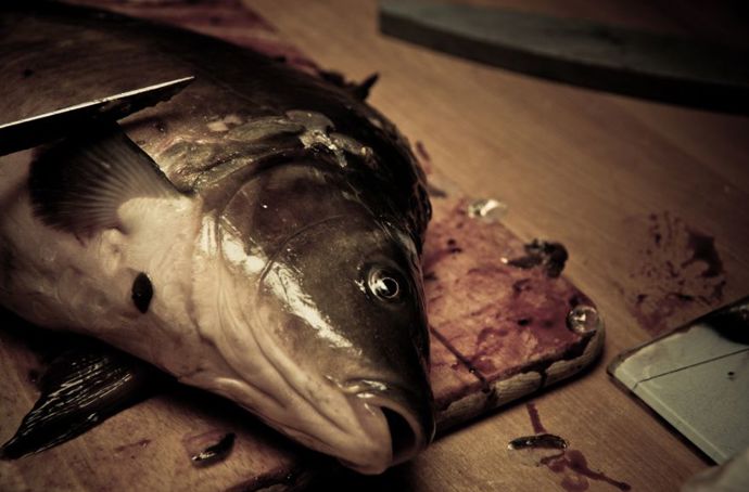 Zabití je pro kapra lepší než ho vypouštět zpět do vody.