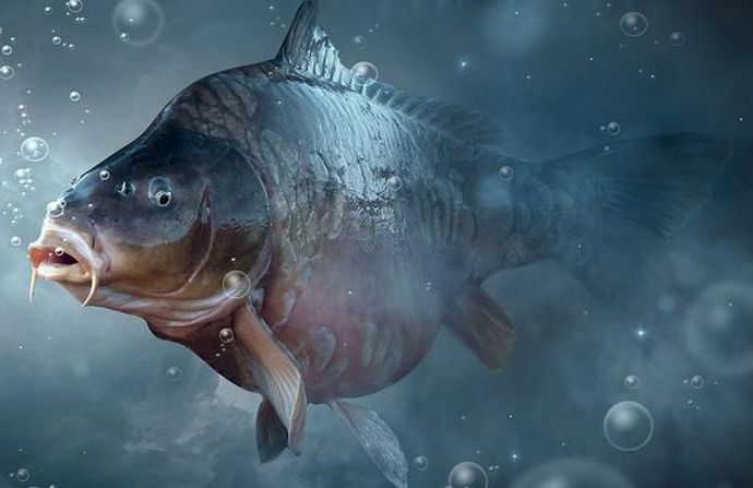 Svoboda koupenému kaprovi pro něj znamená většinou smrt.