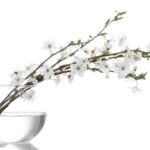 Utrhněte barborky a dejte do vody, na Vánoce by měly vykvést.