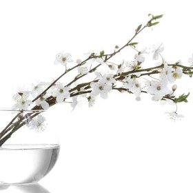 Utrhněte barborky a dejte do vody, na Vánoce by měly vykvést.