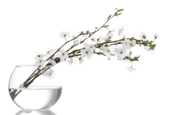 Utrhněte barborky a dejte do vody, na Vánoce by měly vykvést.