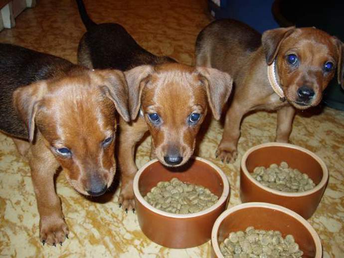 Roztomilý psí kukuč vám zajisté učaruje.