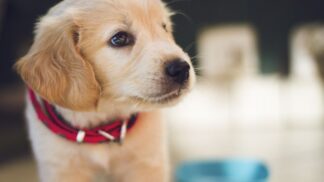 Váš pocit, že štěně by mohlo být skvělým vánočním darem, nemusí znamenat, že to podobně bude vidět i jeho příjemce.