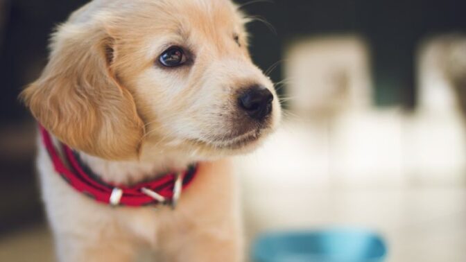 Váš pocit, že štěně by mohlo být skvělým vánočním darem, nemusí znamenat, že to podobně bude vidět i jeho příjemce.