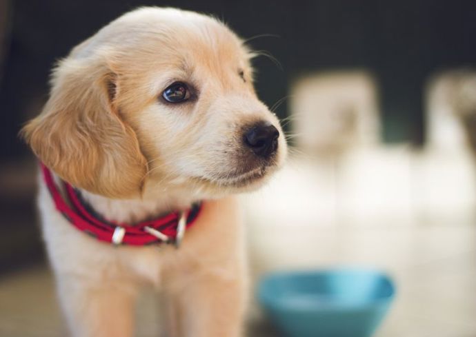 Váš pocit, že štěně by mohlo být skvělým vánočním darem, nemusí znamenat, že to podobně bude vidět i jeho příjemce.