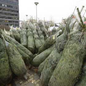 Stromků všude najdete dostatek, pečlivě ale vybírejte.