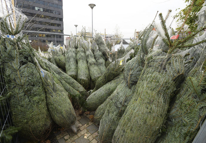 Stromků všude najdete dostatek, pečlivě ale vybírejte.