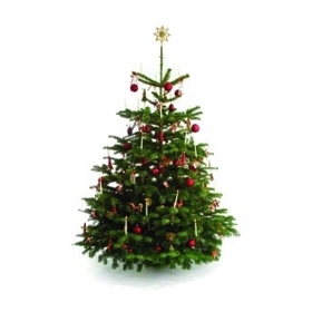 Nejoblíbenější a nejkvalitnější variantou jsou kavkazské jedle.