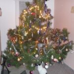 Borovice je oblíbená pro svou výdrž a dlouhé pevné jehlice.