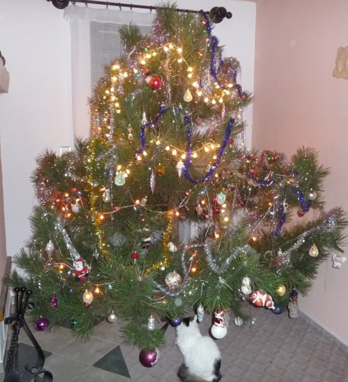 Borovice je oblíbená pro svou výdrž a dlouhé pevné jehlice.