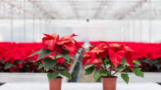 Vánoční hvězda je tradičním symbolem českým Vánoc