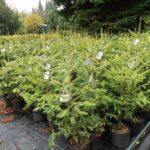 Zkuste si pořídit stromek v květináči.