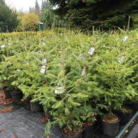 Zkuste si pořídit stromek v květináči.