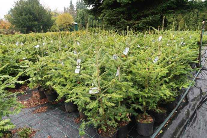 Zkuste si pořídit stromek v květináči.