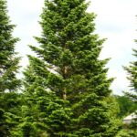 Po Vánocích si můžete jedličku vysadit na své zahradě a za pár (desítek) let z něj bude nádherný strom.