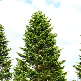 Po Vánocích si můžete jedličku vysadit na své zahradě a za pár (desítek) let z něj bude nádherný strom.