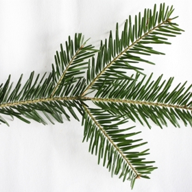 Malé stromky jsou jedličky ze staroboleslavska.