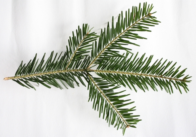 Malé stromky jsou jedličky ze staroboleslavska.