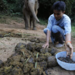 Sloní "bobíky" se pak dělí na sloní a kávové.