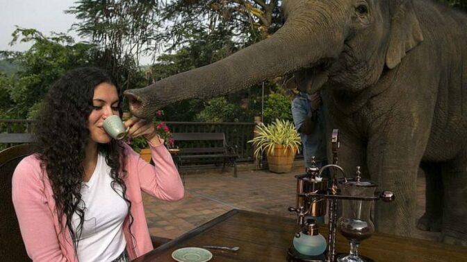 Slon vám pomůže i s přidržením šálku.